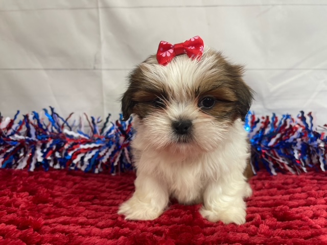 puppy, for, sale, Shih Tzu, Alisa  Breedlove, dog, breeder, Waynesville, MO, dog-breeder, puppy-for-sale, forsale, nearby, find, puppyfind, locator, puppylocator, aca